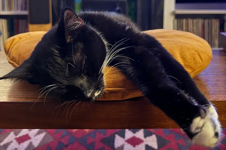 Percy sleeping on an orange pillow